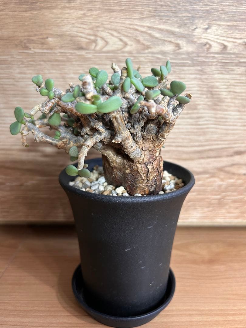 ケラリア・ピグマエア（現地株、発根済み）