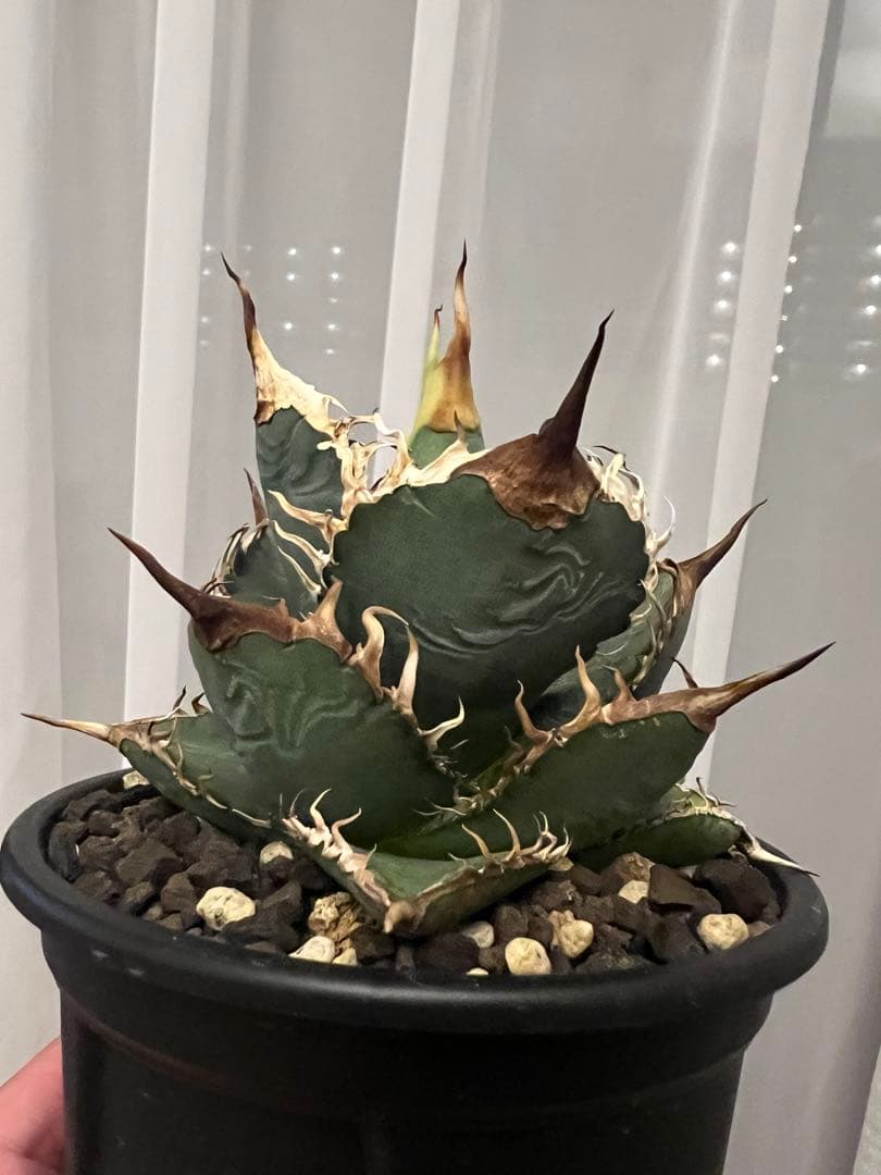 【親株】実生オテロイ from Europa