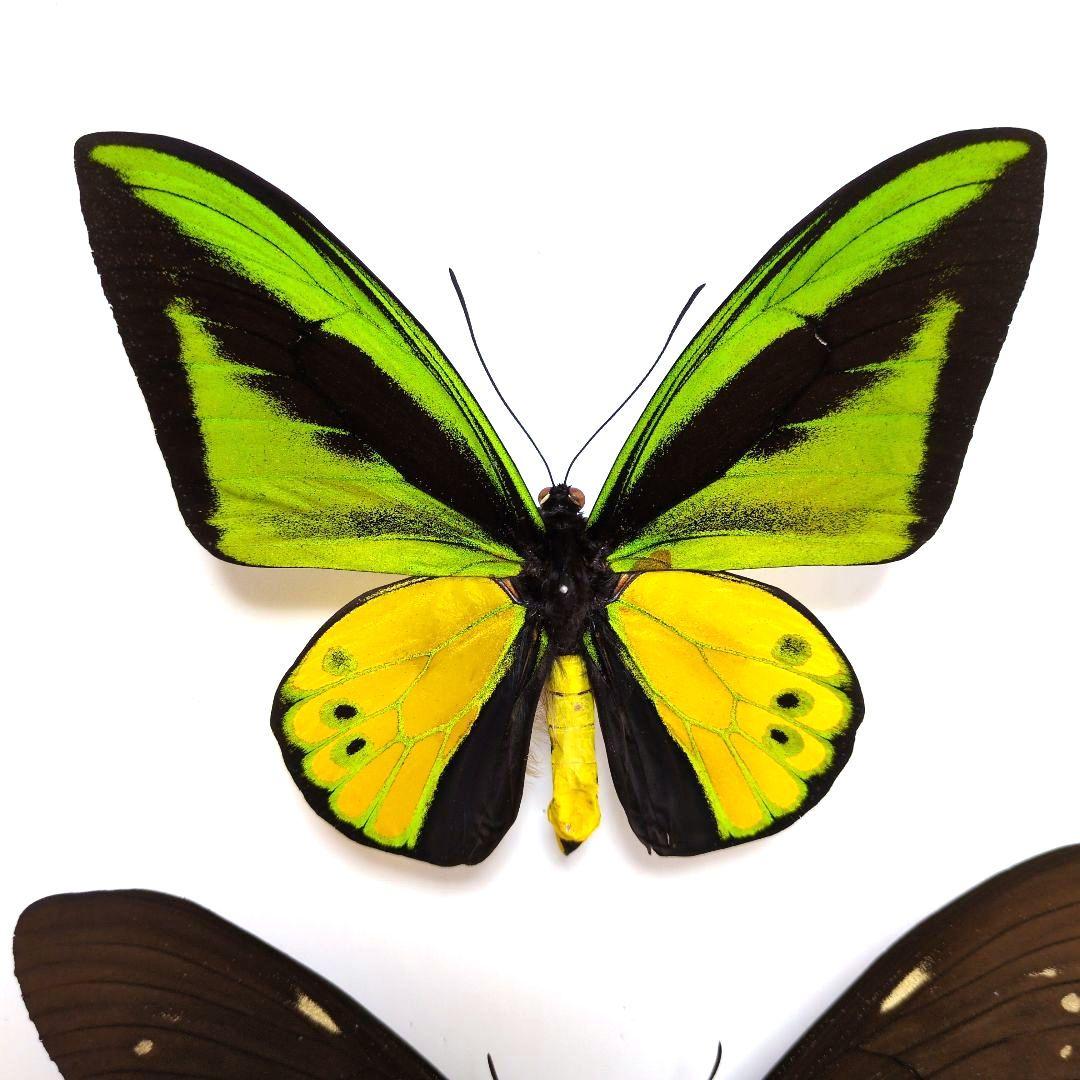 蝶標本　ゴライアストリバネアゲハ　ペア