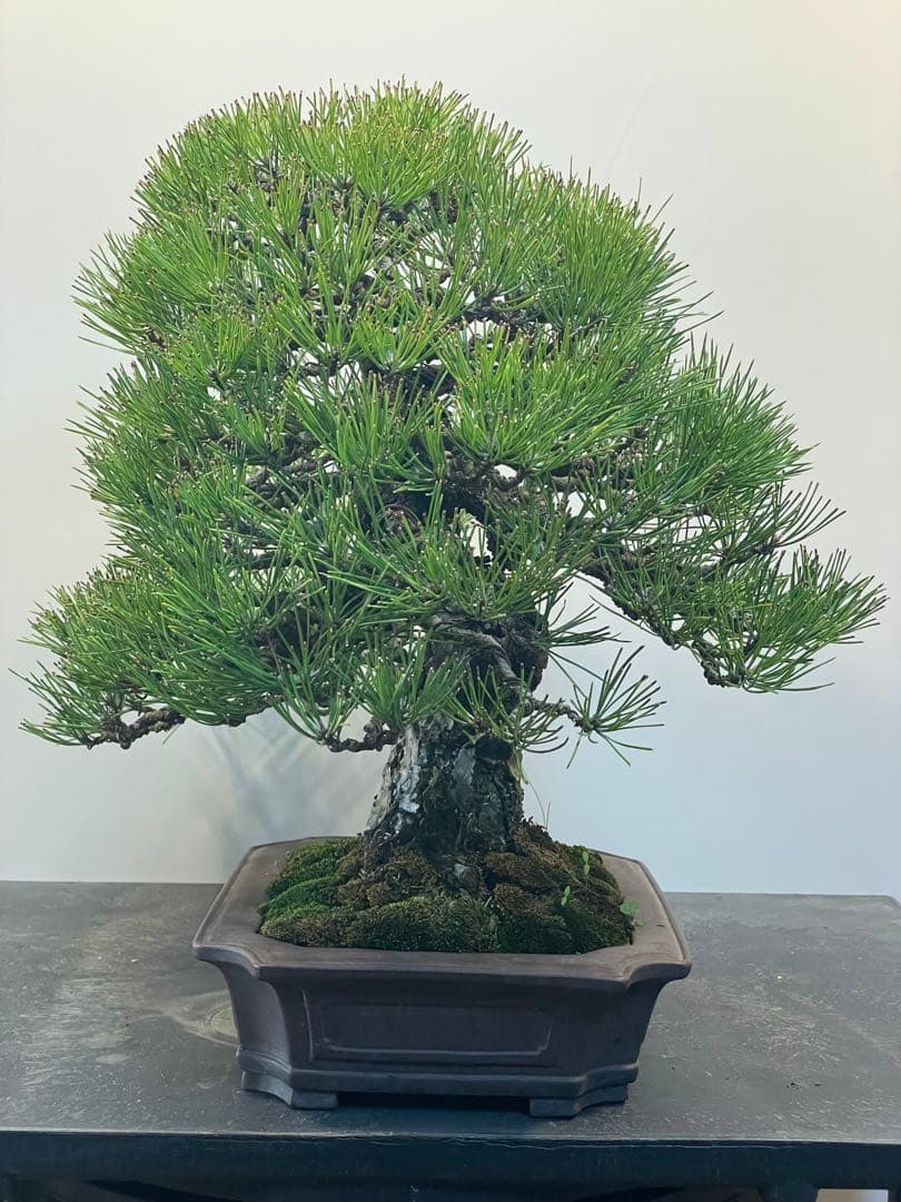 黒松樹齢約100年