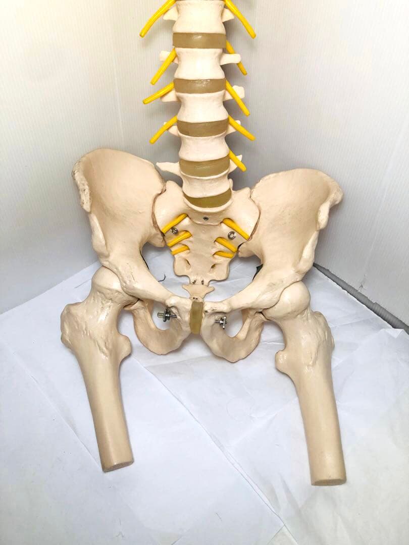 人体模型 骨格模型 脊柱模型 骨 人体骨格模型 脊椎骨盤模型　台座無し