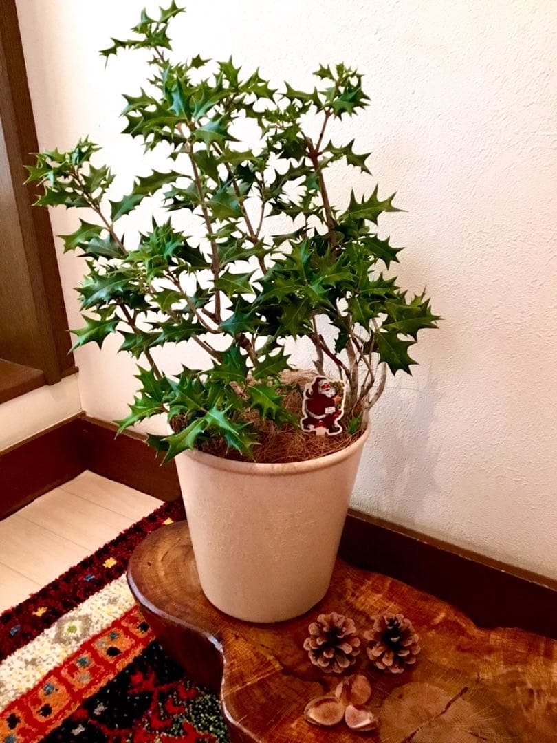 完売　　　天然野生とっても大きな柊さん【ひいらぎ＊クリスマスツリー】クリスマス