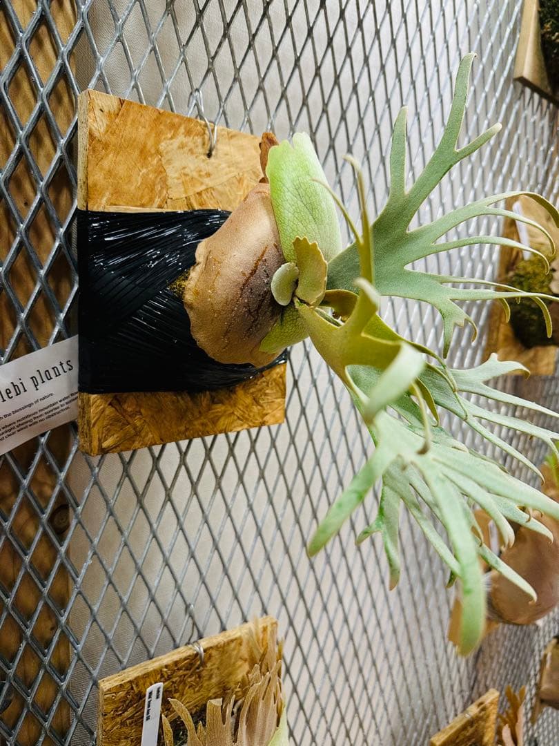 Willinckii Jade Girl ジェイドガール　バンダカ　コモレビ