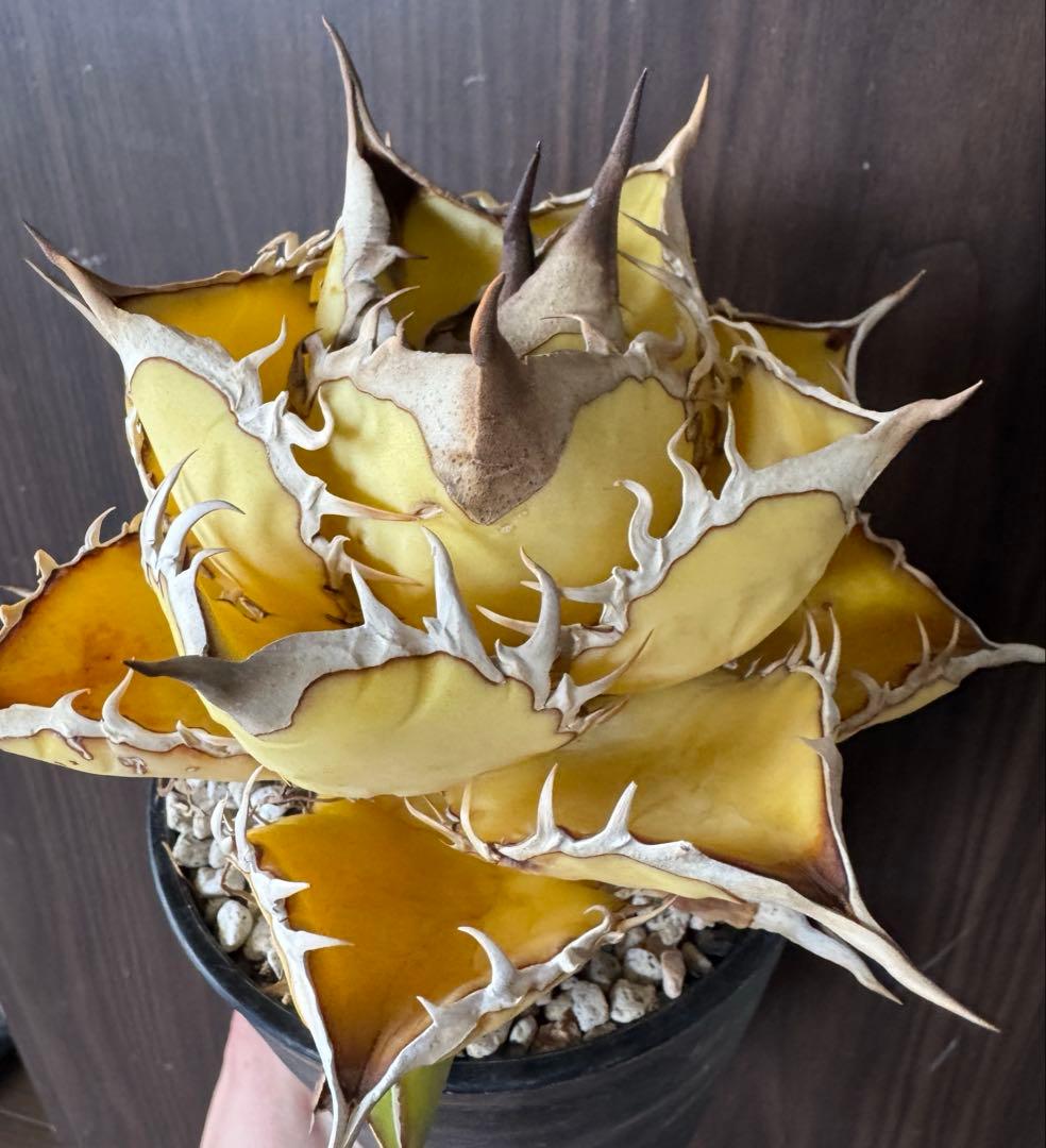 アガベ　オテロイ　特殊葉色選抜実生　親株育成株　子株二株付き　検　シーザー