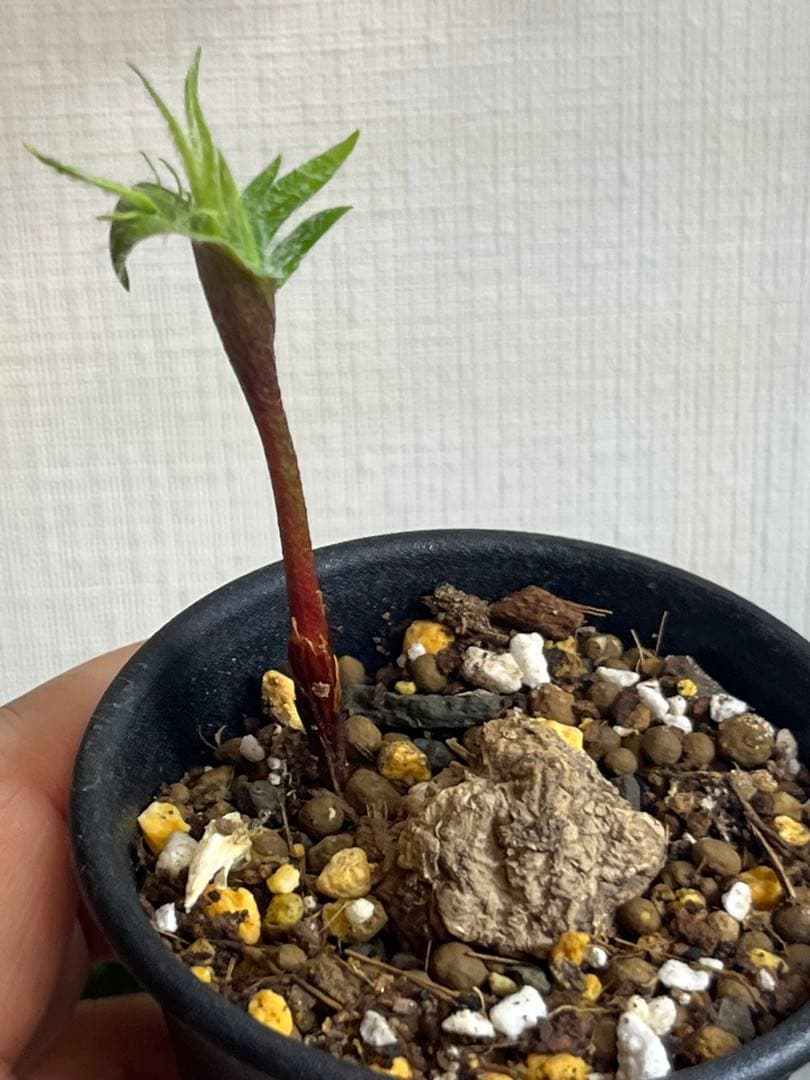 エリオスペルマム フォリオリフェルム