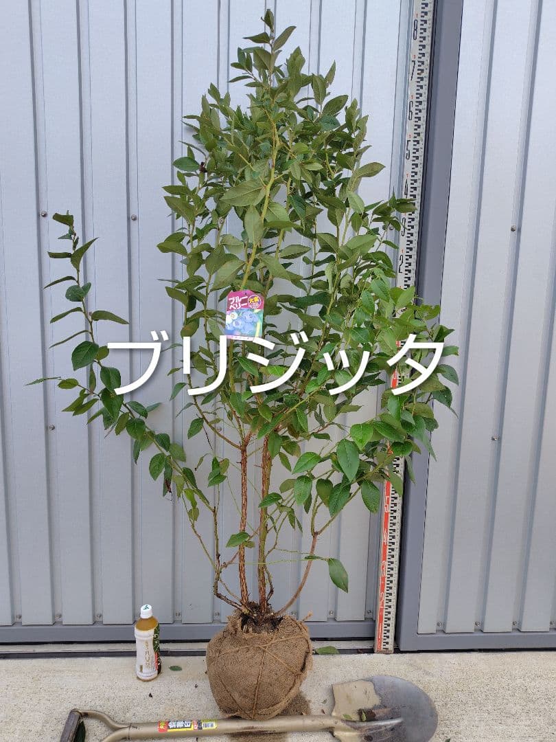 ブルーベリー苗ブリジッタ＆ミスティ大苗2本セット