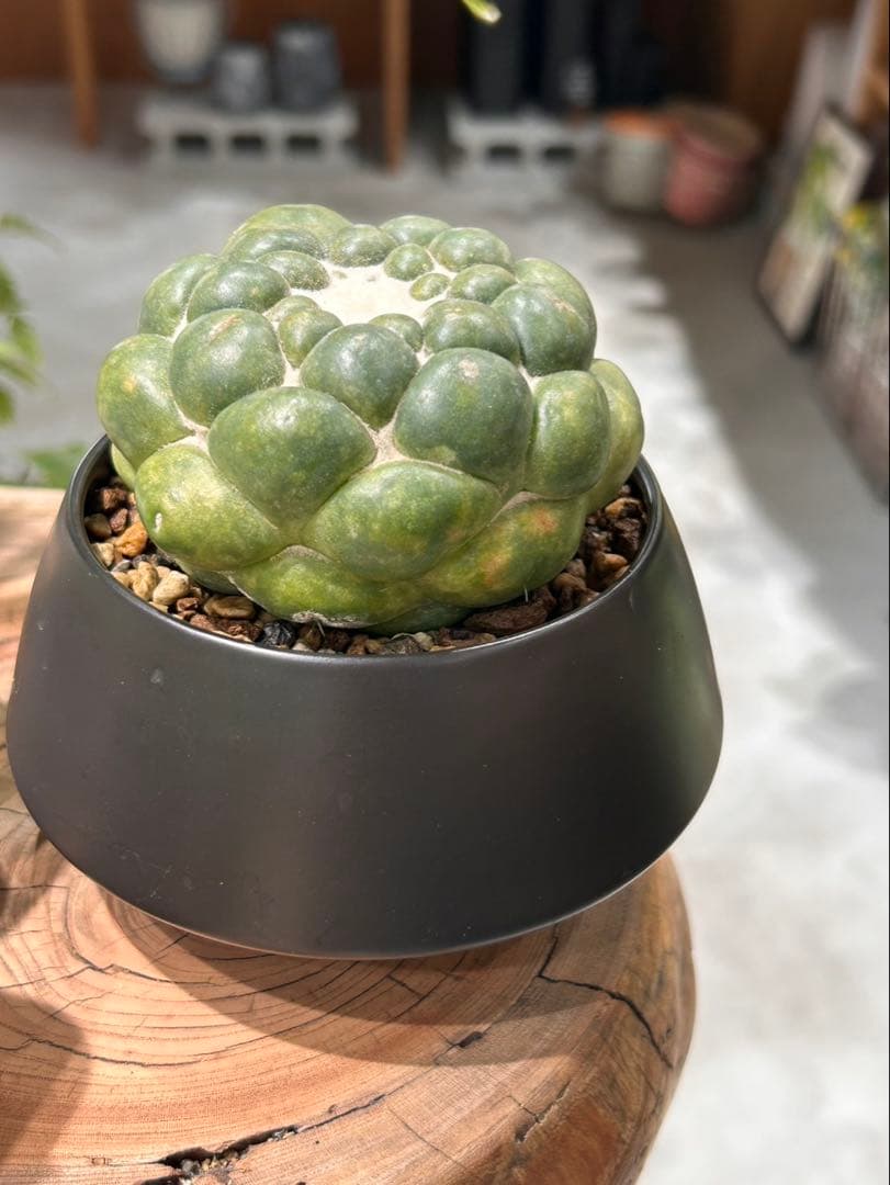 無棘象牙丸　コリファンタ　ゾウゲマル　棘無し　鉢セット