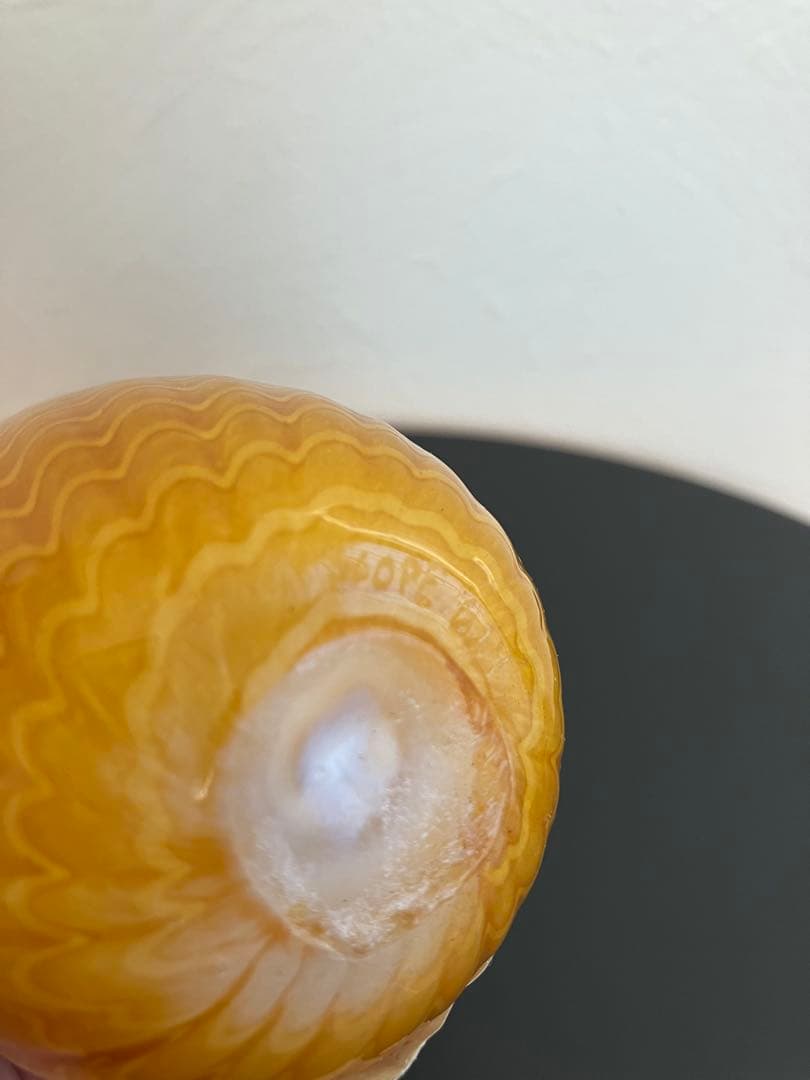 イッタラ　バード　ノーザンオウルイエロー　scope別注