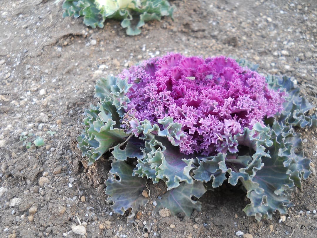 実写美⭕️【動作確認済】Nikon COOLPIX L21 デジカメ　ニコン