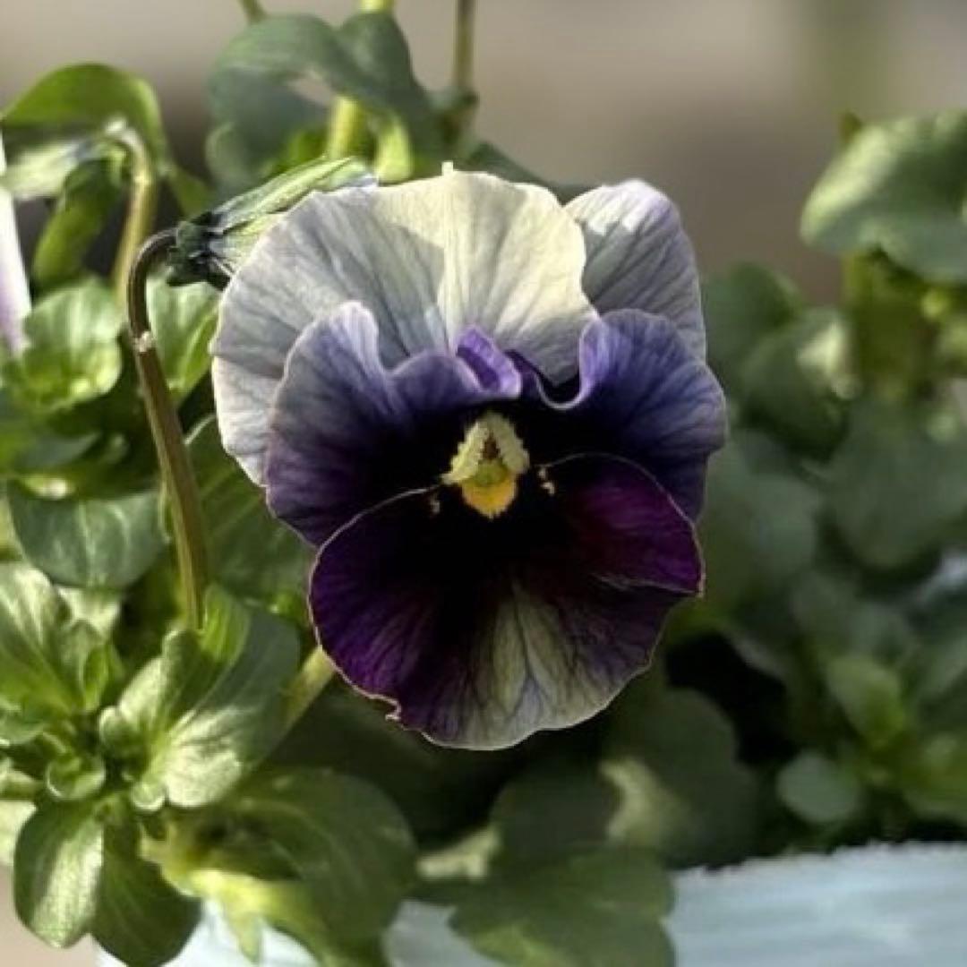 MIYABI様ご依頼品　フェデネージュムーンライト3苗　 現品　タグ付き