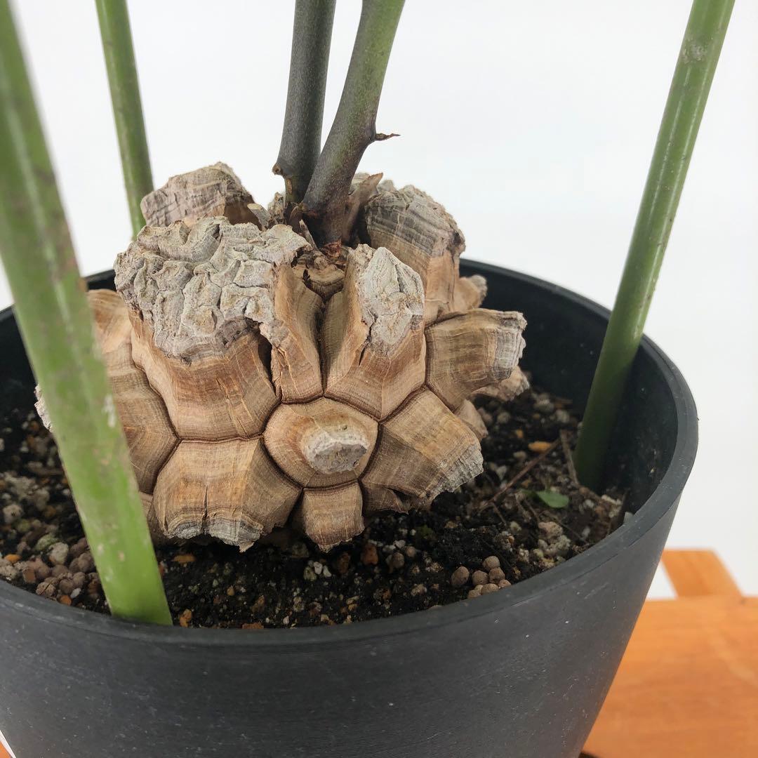 ① アフリカ亀甲竜　5号