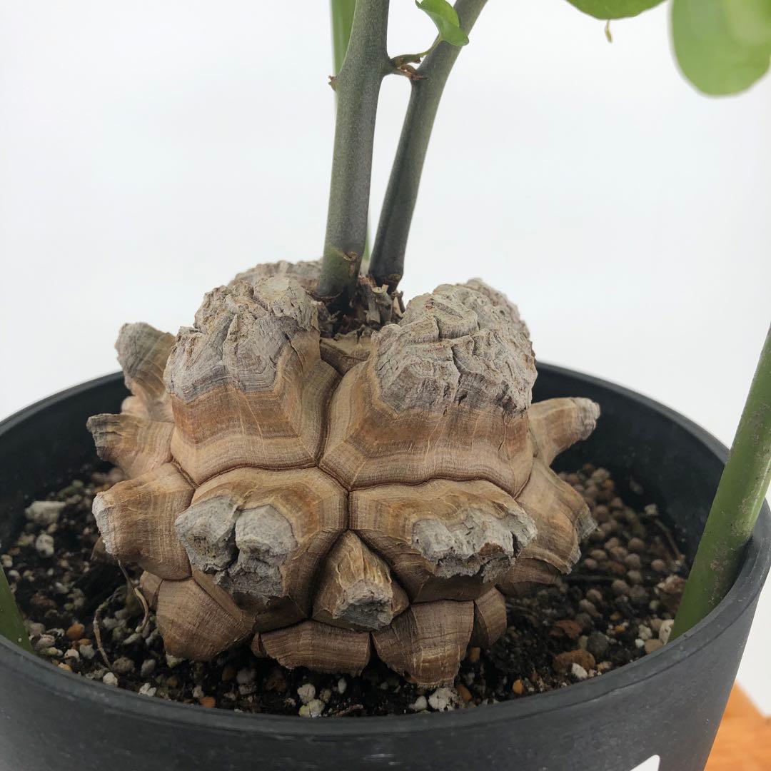 ① アフリカ亀甲竜　5号