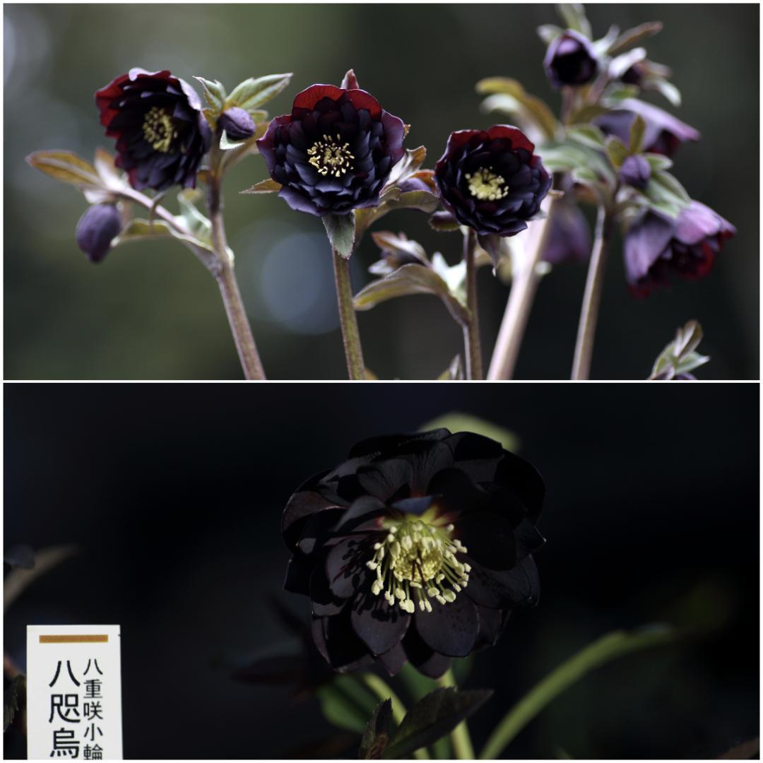 クリスマスローズ 開花株 八咫烏hyb（剣弁type）