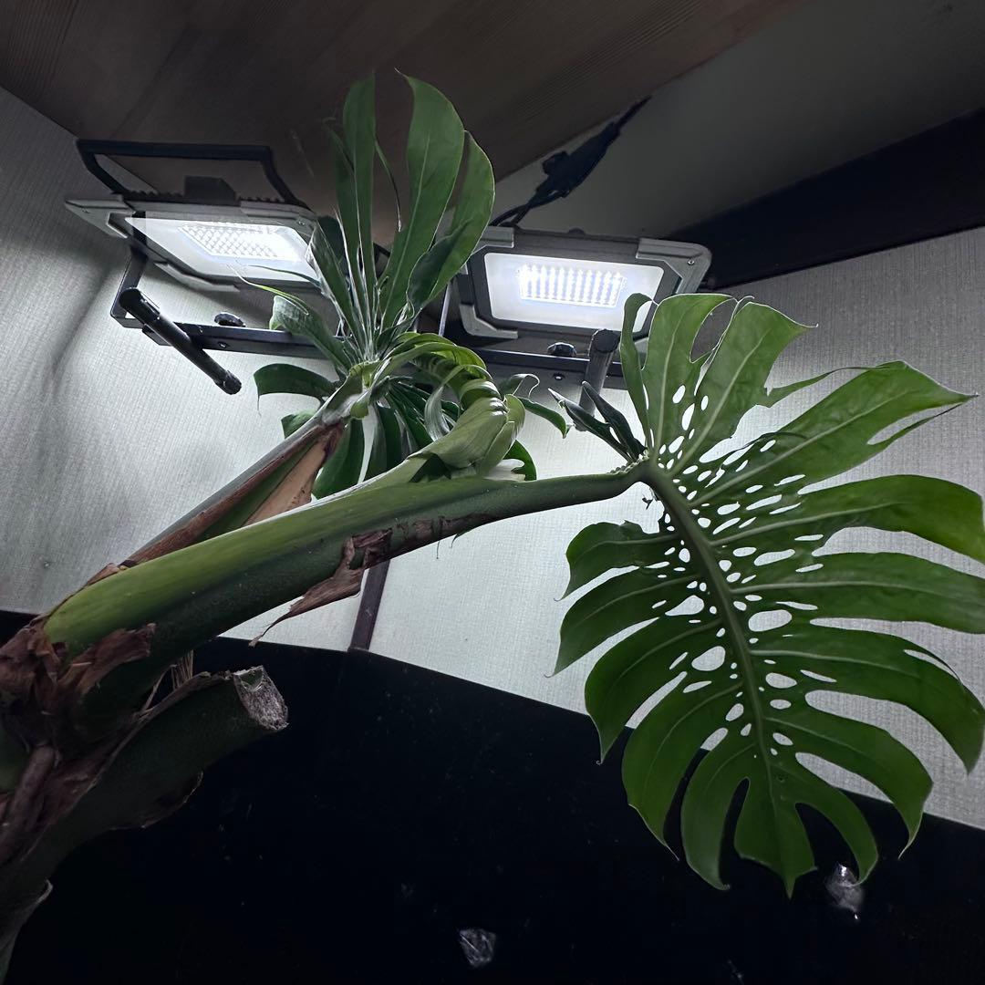 ド*合様 モンステラデリシオーサマクロコズム超希少系統鉢植え81㎝