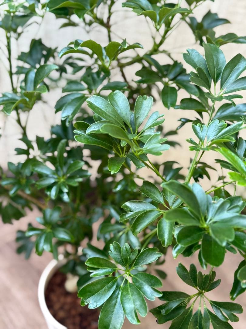 ☆ シェフレラ レナータ♪ 96cm ボリューム感◎