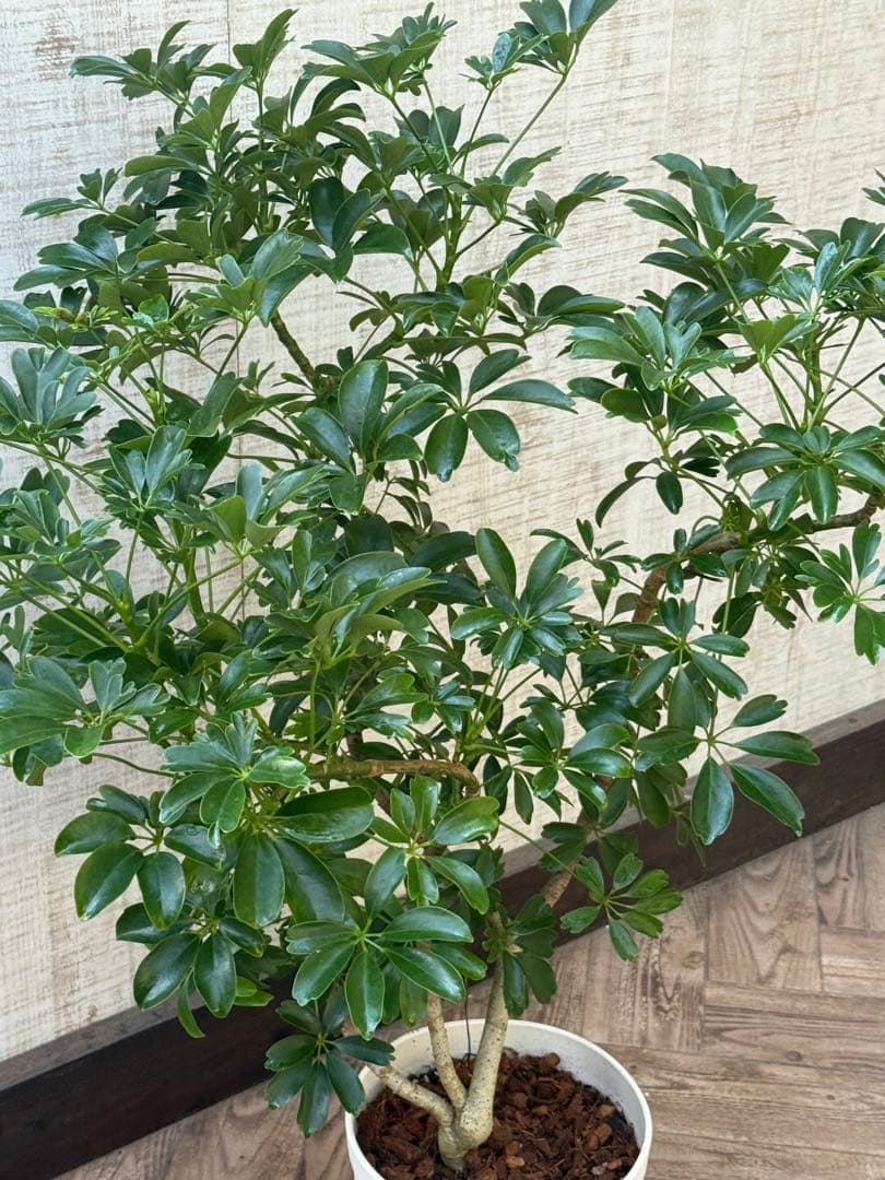 ☆ シェフレラ レナータ♪ 96cm ボリューム感◎