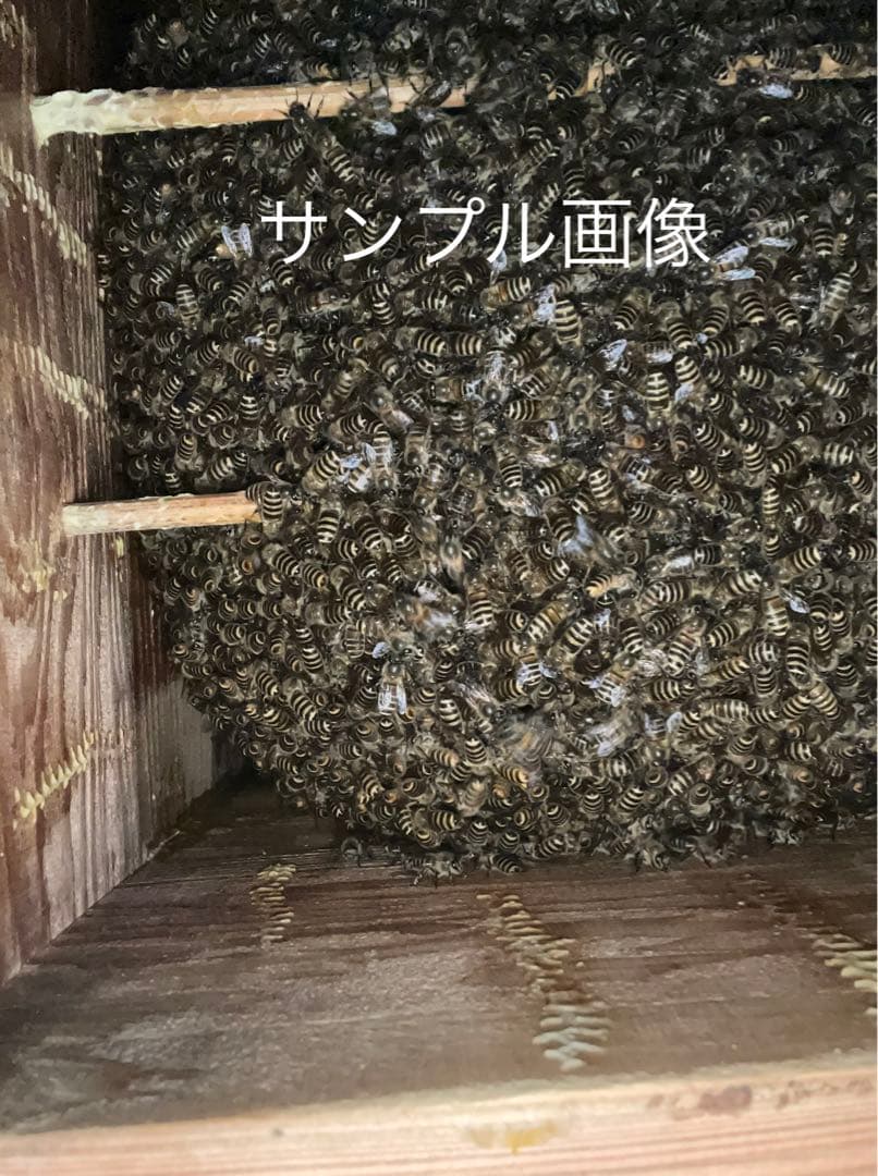 日本蜜蜂重箱式巣箱ハニーズハウス！ロイヤルセット！送料無料！