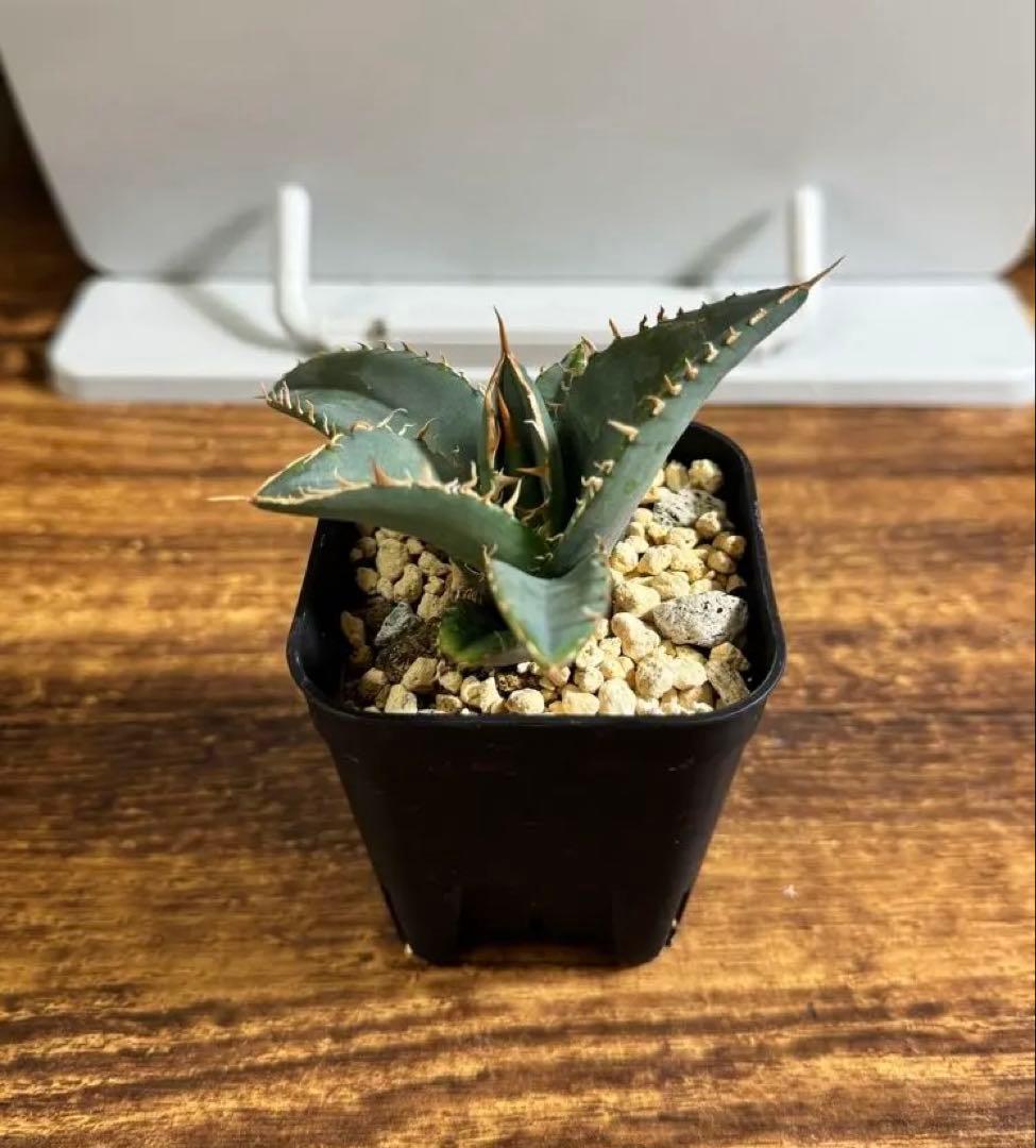 アガベ チタノタブルー