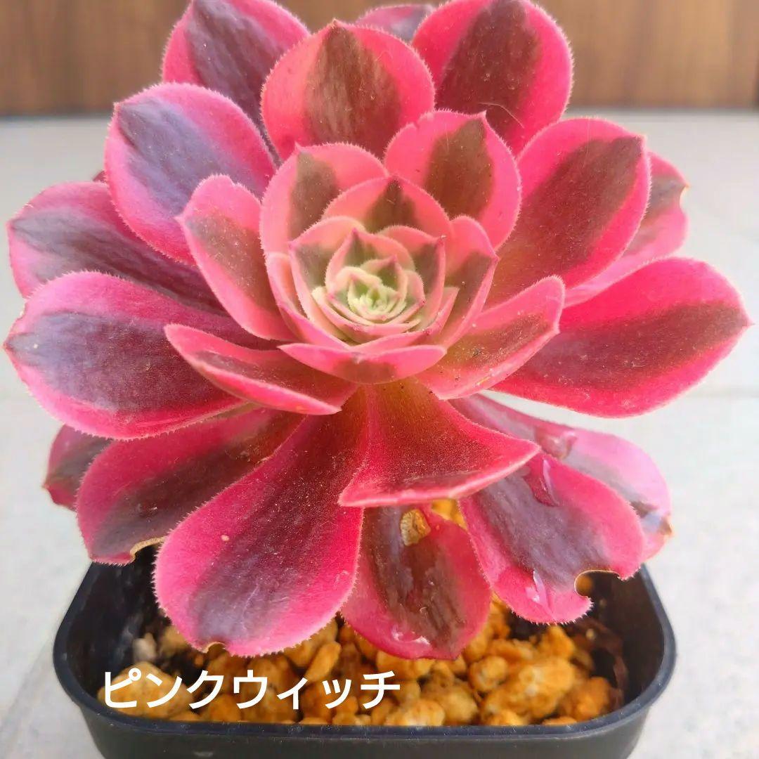 多肉植物アエオニウム