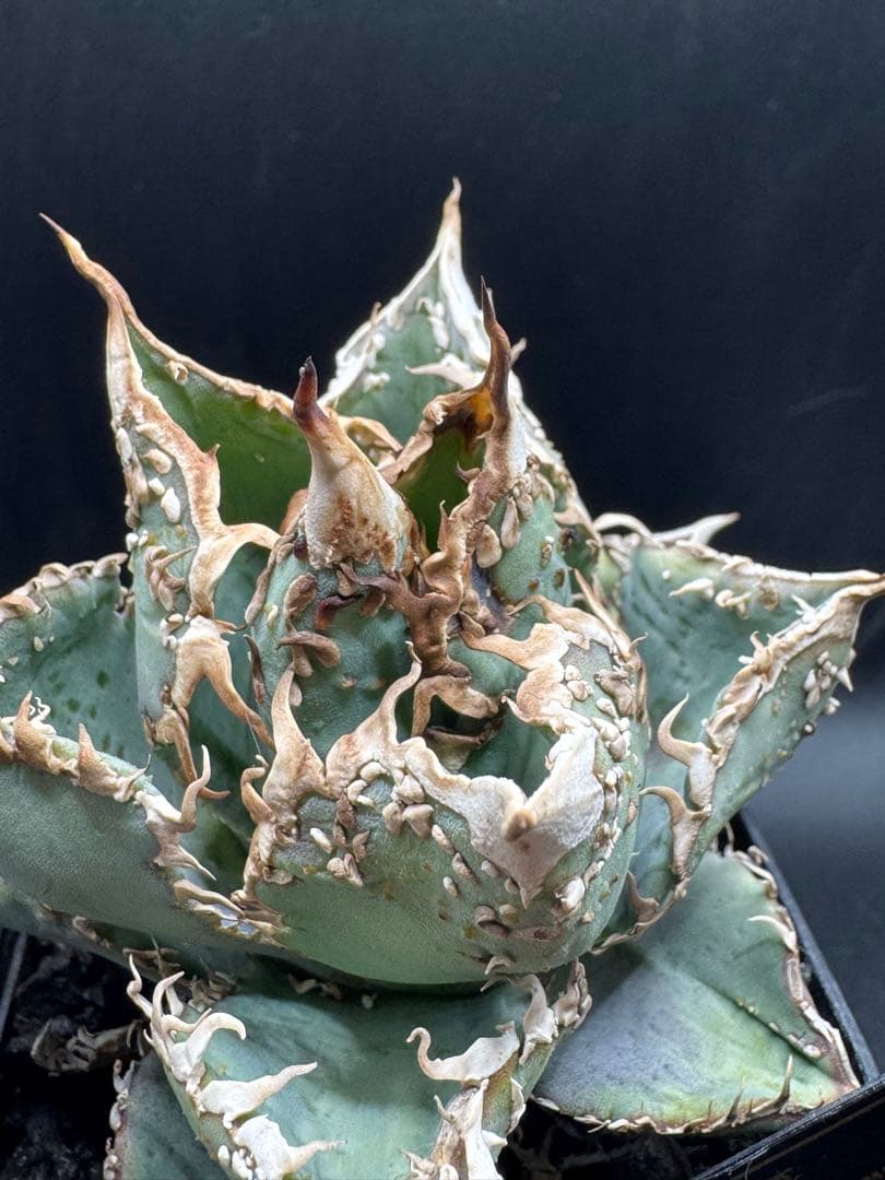 アガベ 金蟾 子株 良血統