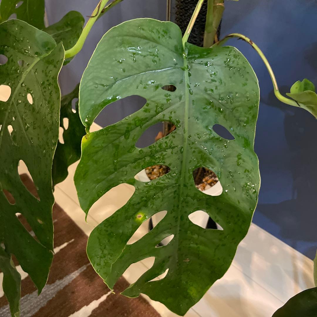 特大 モンステラ デュビア 希少