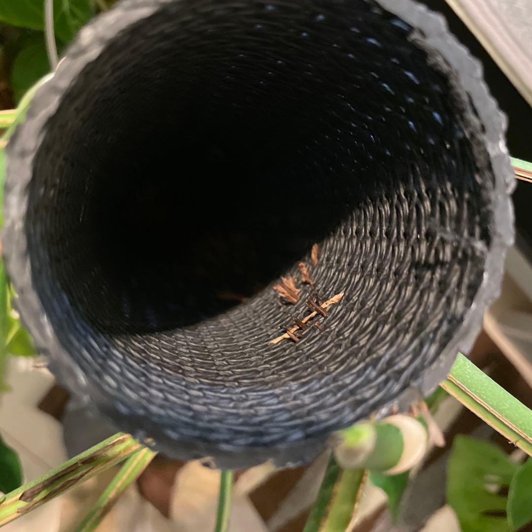 特大 モンステラ デュビア 希少