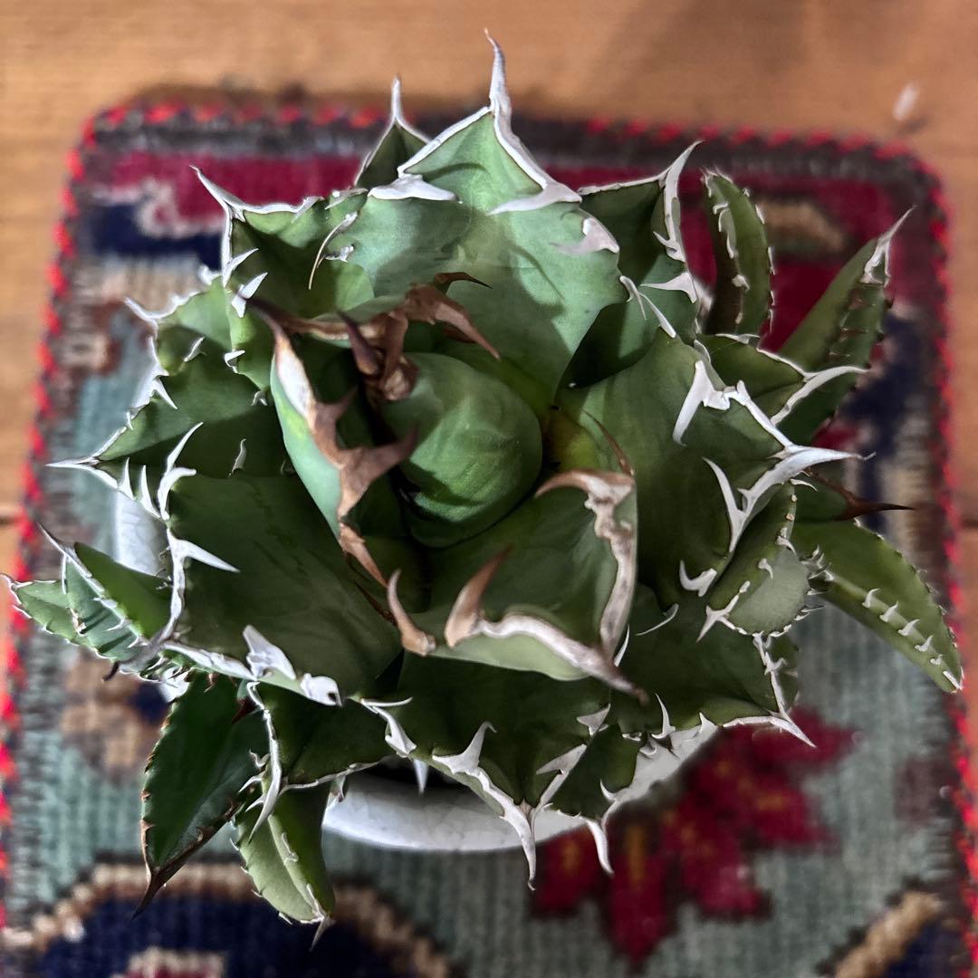 アガベ　姫巌竜　子株付き　オテロイ　チタノタ