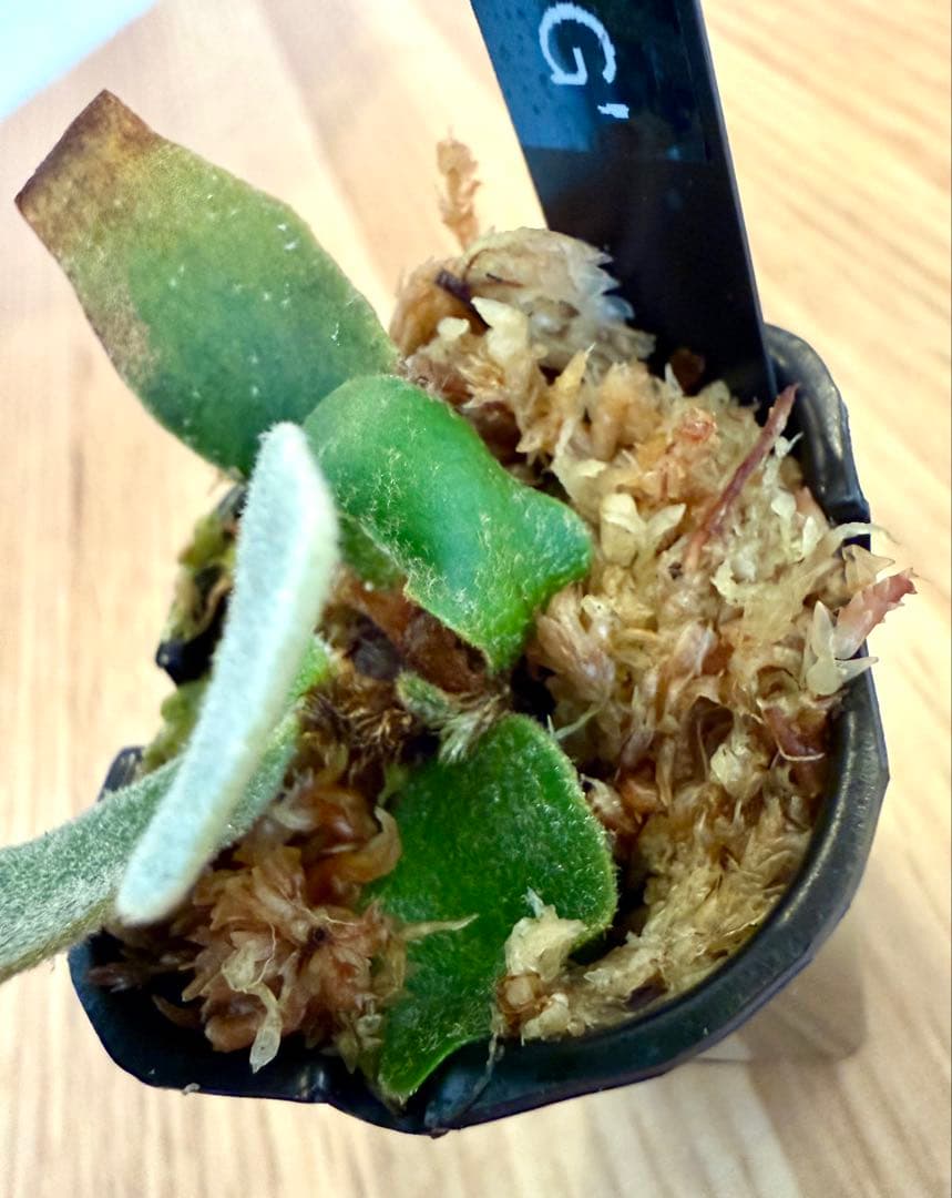 ビカクシダ　セット ジェニー　金童　OMG