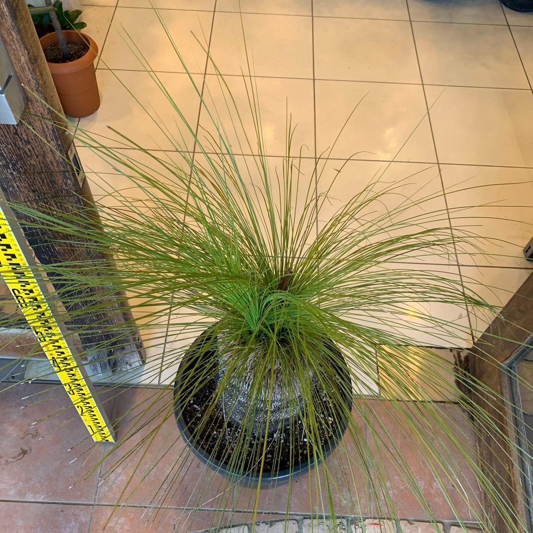 分頭 クサントロエア ジョンソニー ブラックボーイ 発根済み