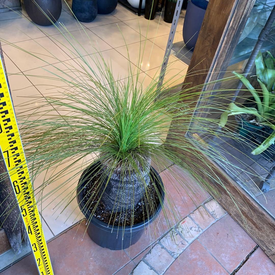 分頭 クサントロエア ジョンソニー ブラックボーイ 発根済み