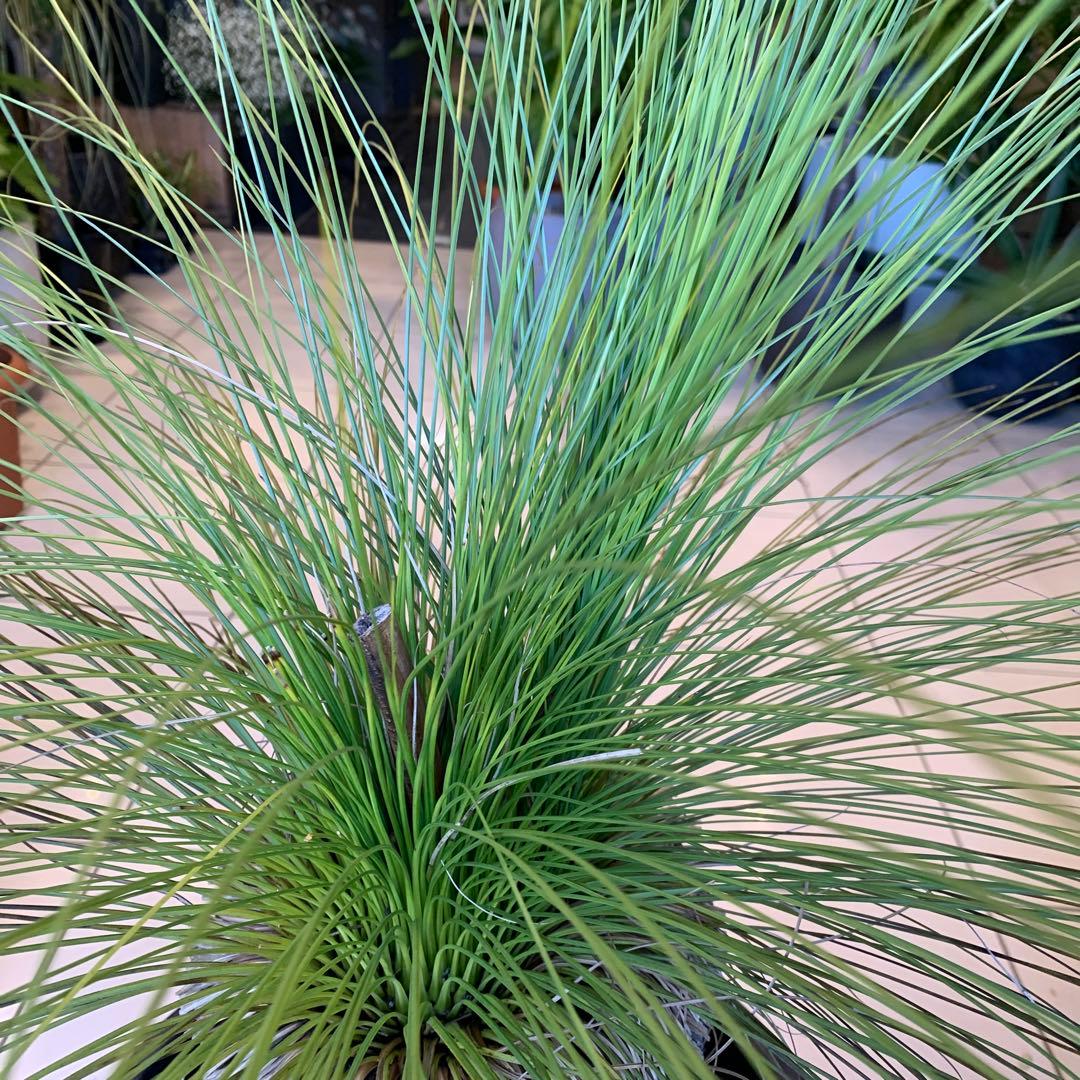 分頭 クサントロエア ジョンソニー ブラックボーイ 発根済み