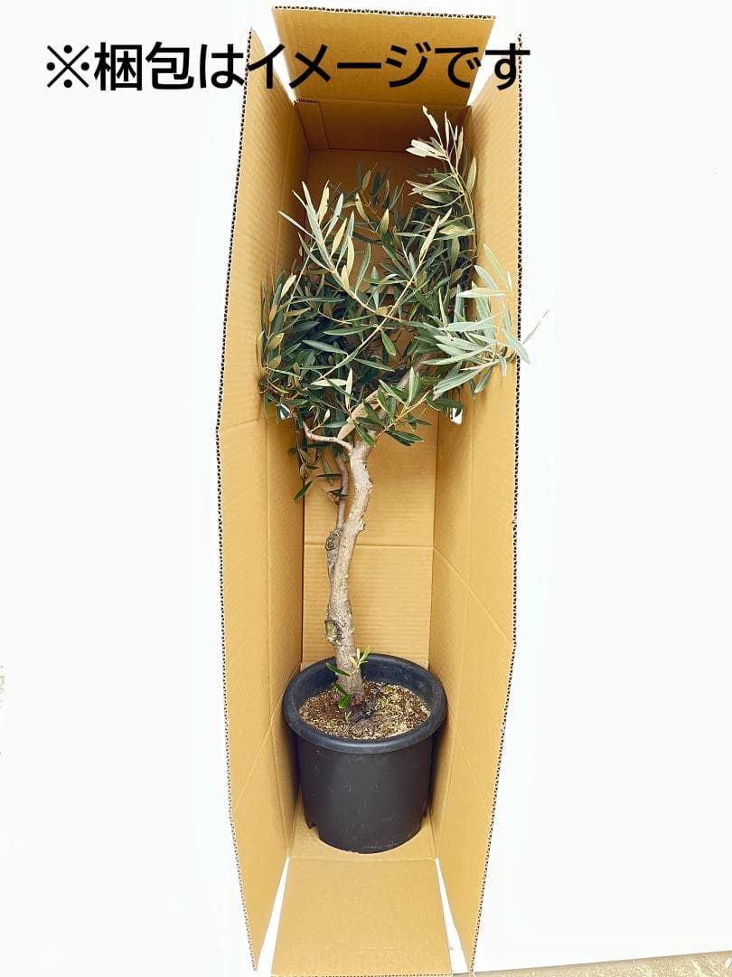 オリーブの木　マウリィーノ　8号　約120cm　K-332　希少品種　現品掲載
