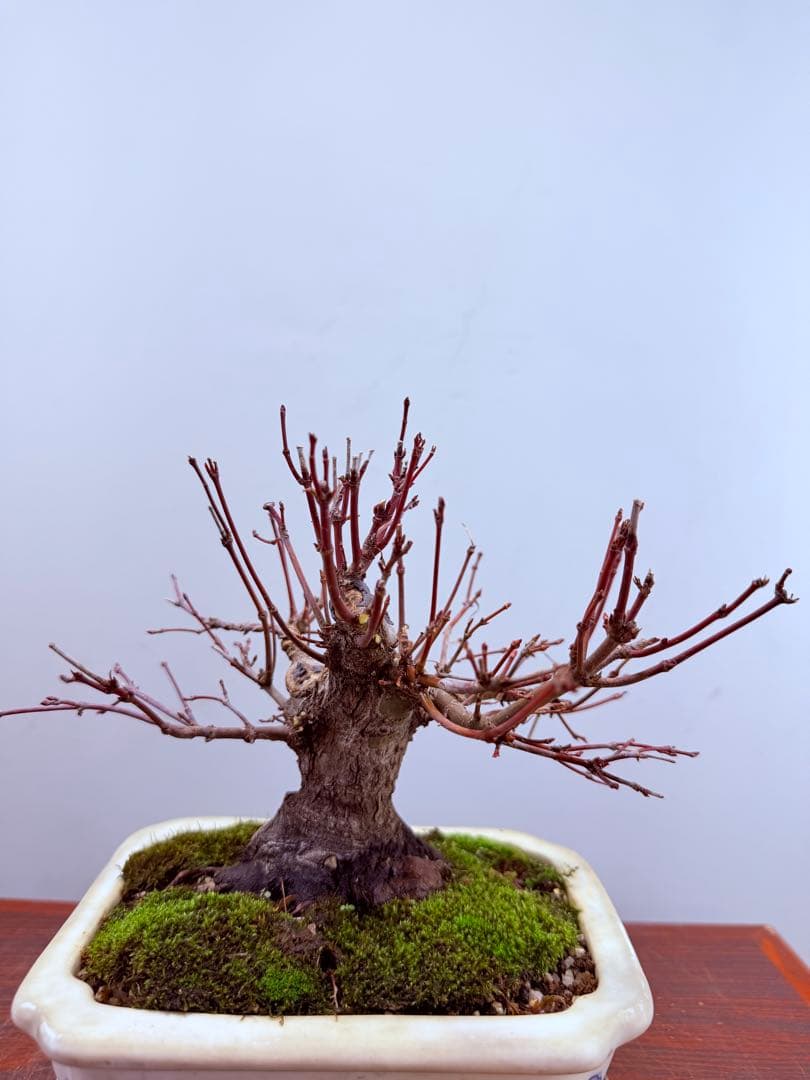 【ガチ盆栽】荒皮もみじ　小品盆栽　太幹