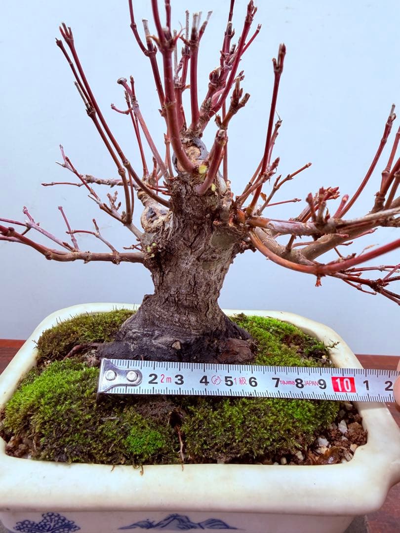 【ガチ盆栽】荒皮もみじ　小品盆栽　太幹