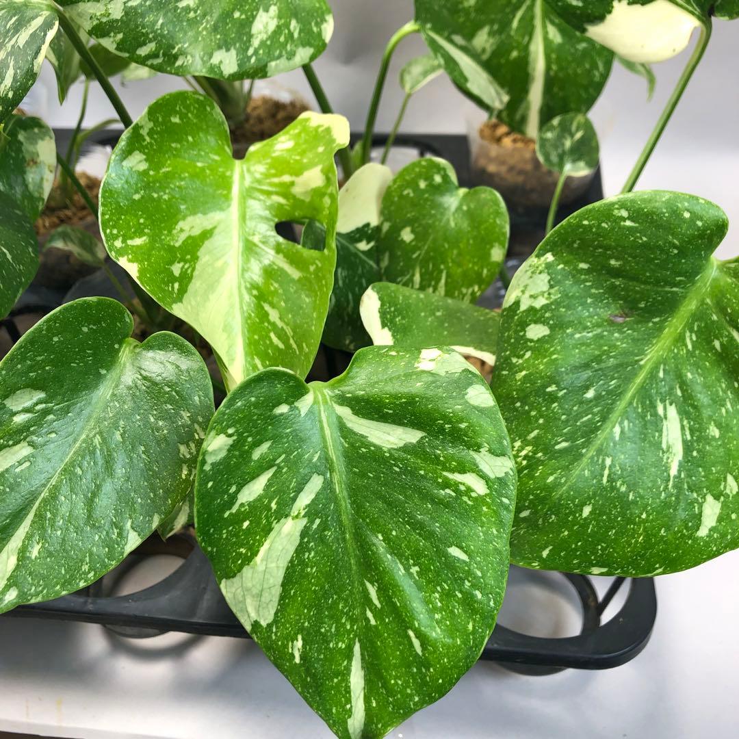 ち*え様 ms102 10株セット【特別選抜】モンステラ・タイコンステレーション