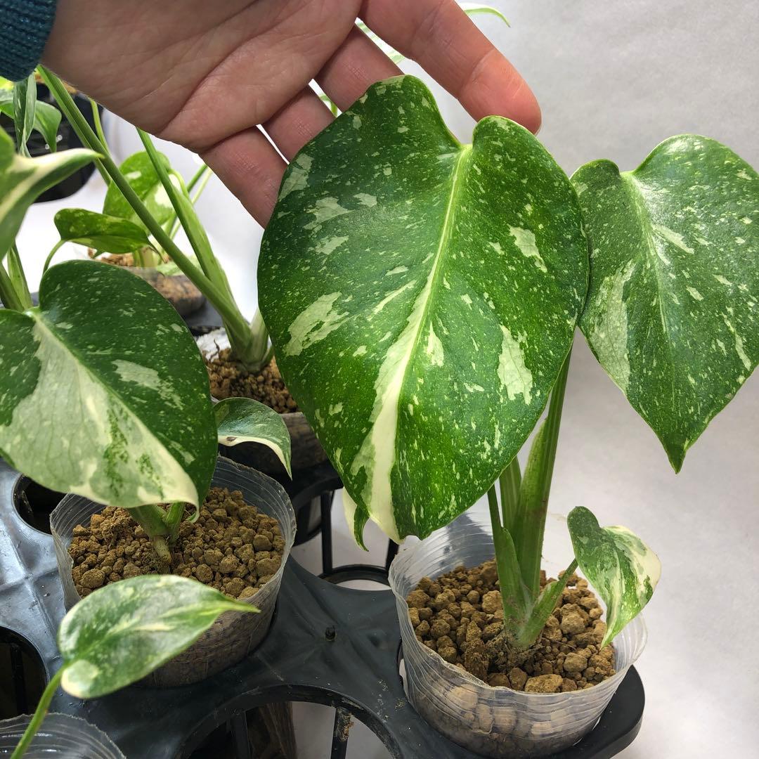 ち*え様 ms102 10株セット【特別選抜】モンステラ・タイコンステレーション