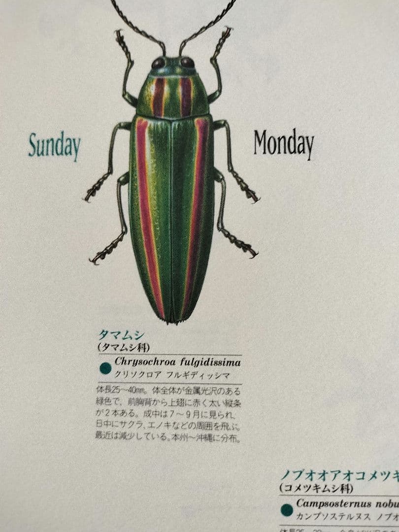 BE-PAL ビーパル カレンダー 新品未使用 1995年　ヴィンテージ