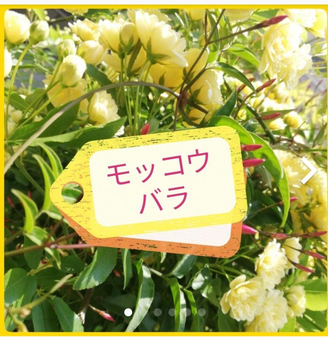 ☘️ジャスミン☘️　　❤抜き苗です❤選べるおまけつき❤❤