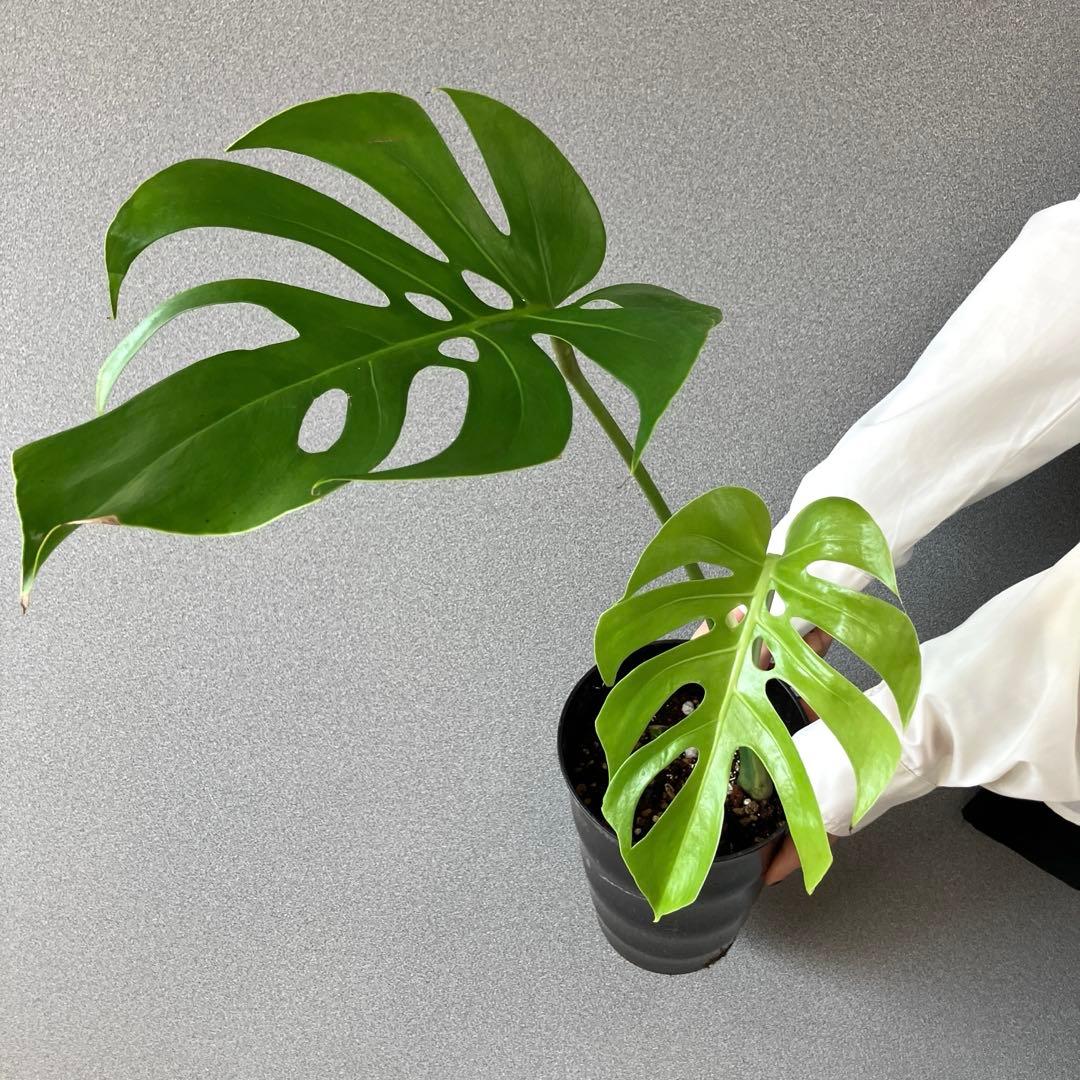 超絶希少❗️モンステラ　デリシオーサ　スケルトン✨