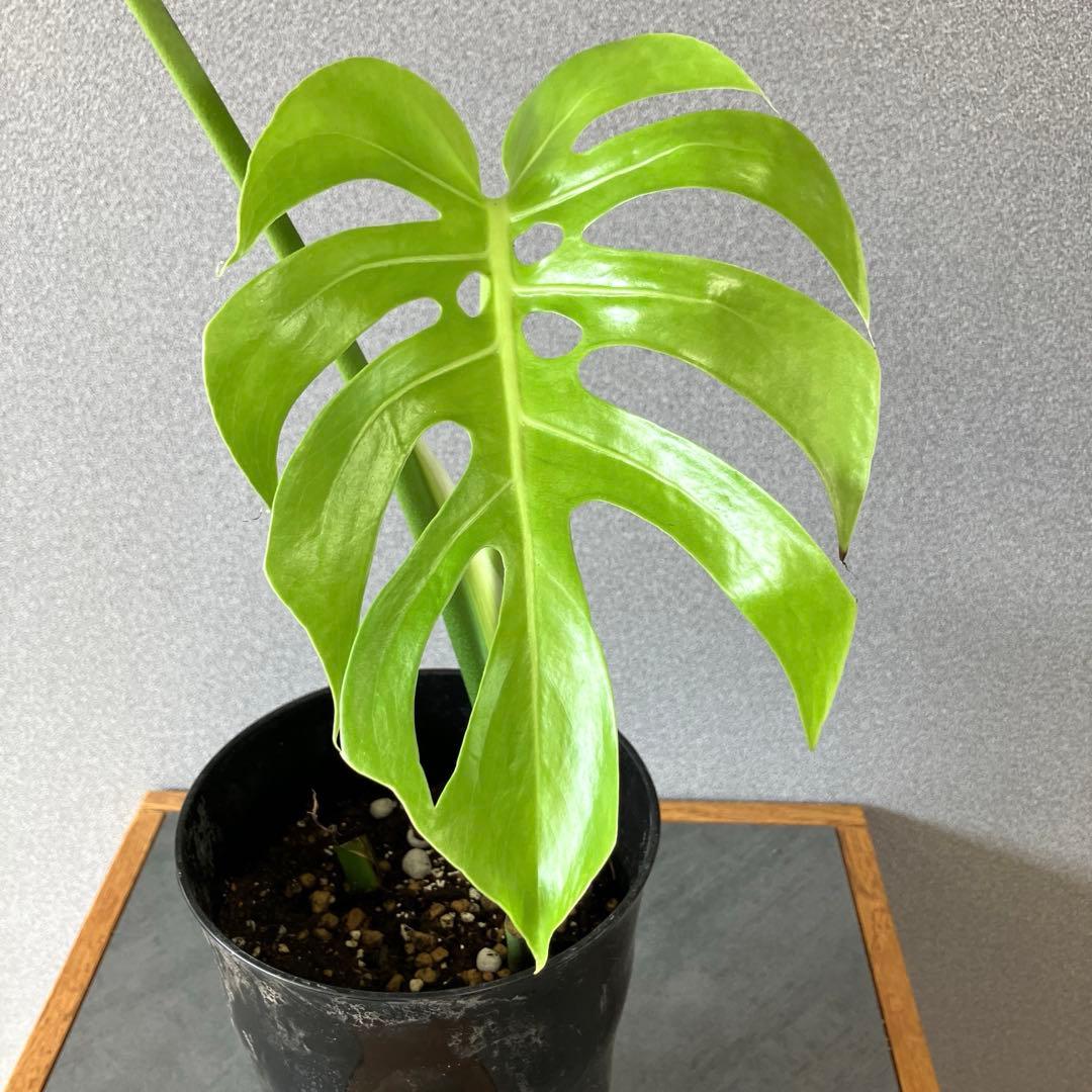 超絶希少❗️モンステラ　デリシオーサ　スケルトン✨