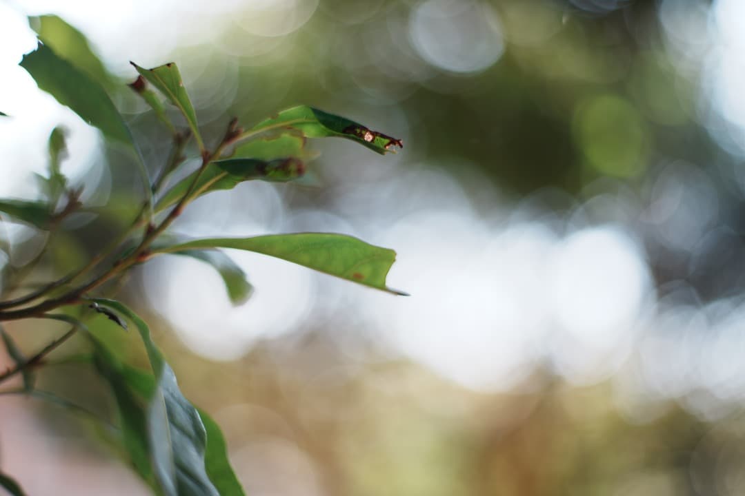 【極美品】Carl Zeiss Planar 50mm F1.4 AEJ 466