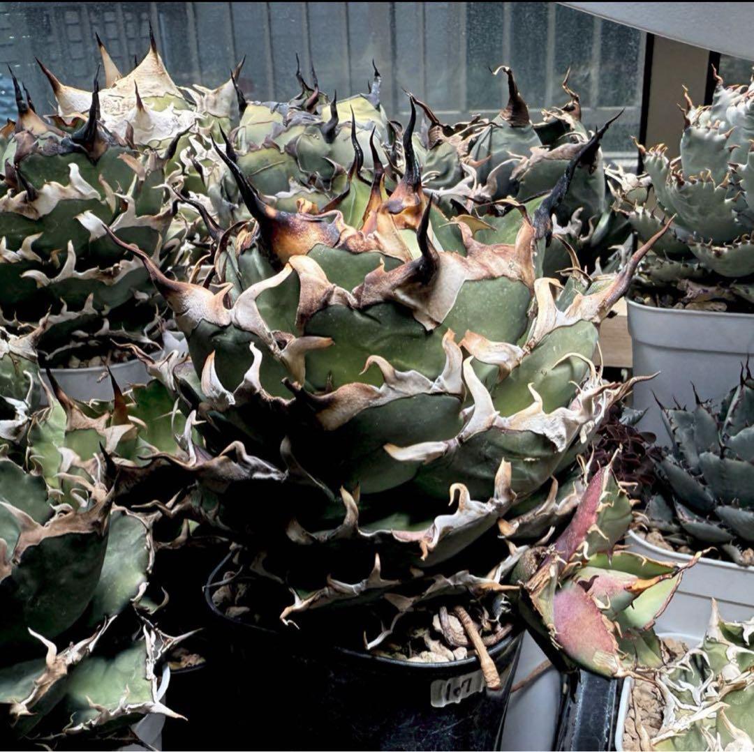 -Collection-アガベ シエラミクスティカ