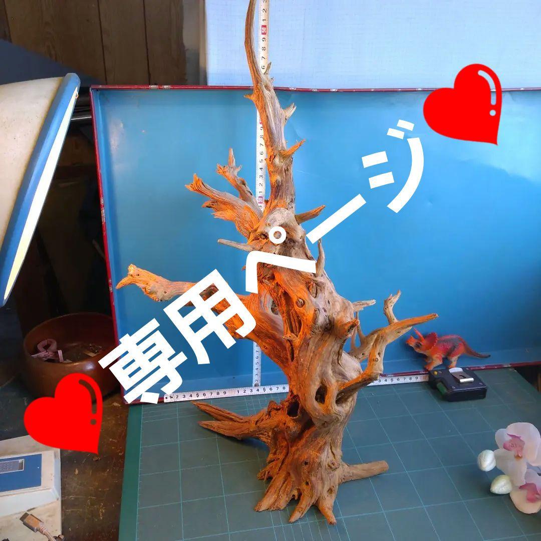 ❤️専用ページ❤️２５７ホーンウツド灰汁抜き硬質流木高さ約５５cm ♥極上