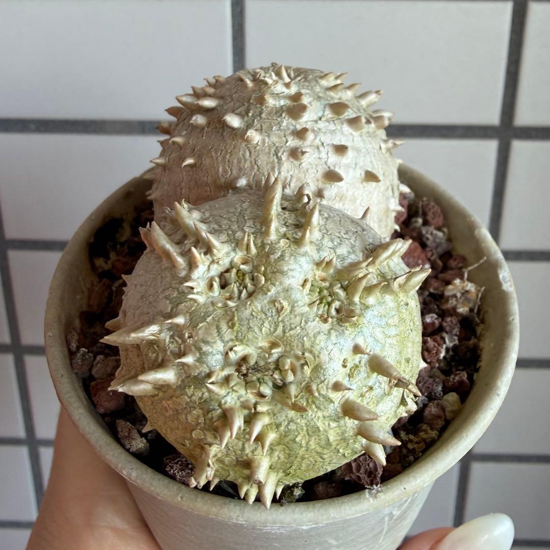 g*9様 【鉢付き】 パキポディウム ブレビカウレ 実生 ダブルヘッド 恵比寿笑