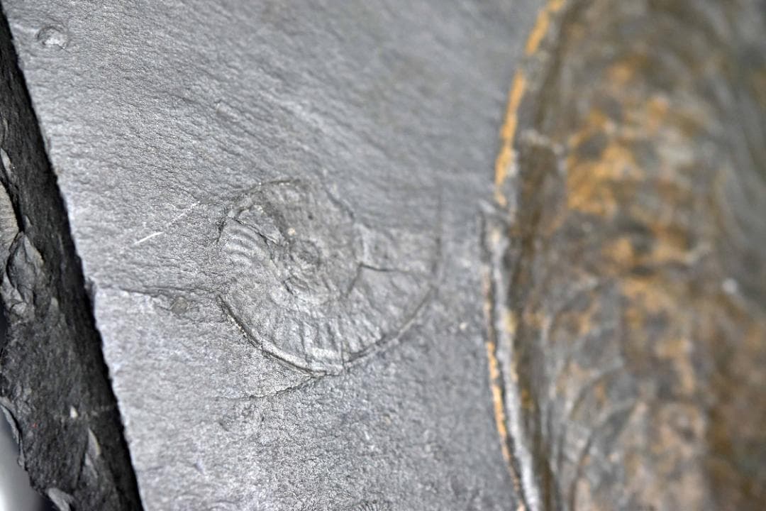 アンモナイトの化石 k3-420(yh)