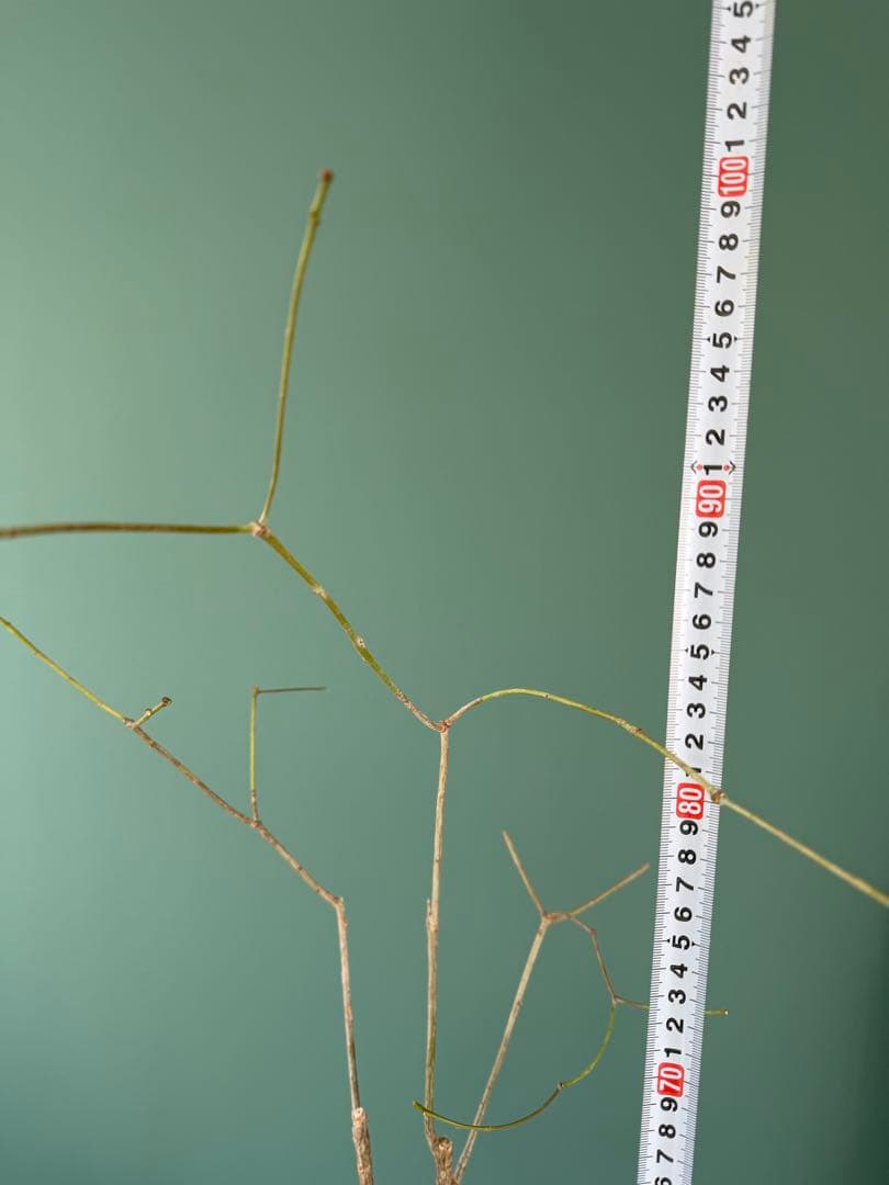 【タイムセール】ユーフォルビア・マハボボケンシス / コーデックス 希少 レア