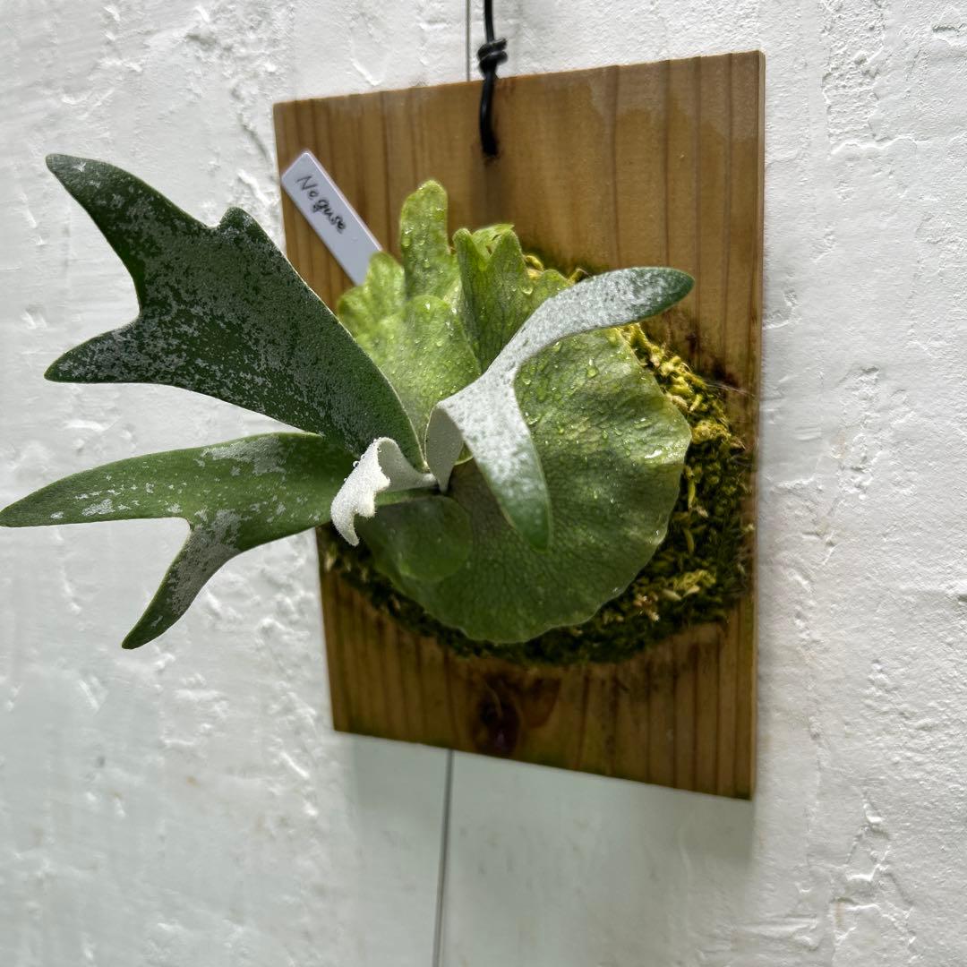 ビカクシダ Neguse pup