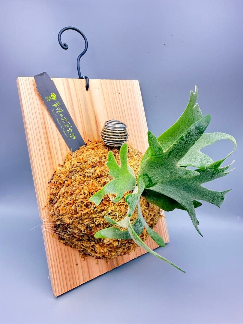 激大サイズ　ビカクシダwillinckii Golden Boy spore金童