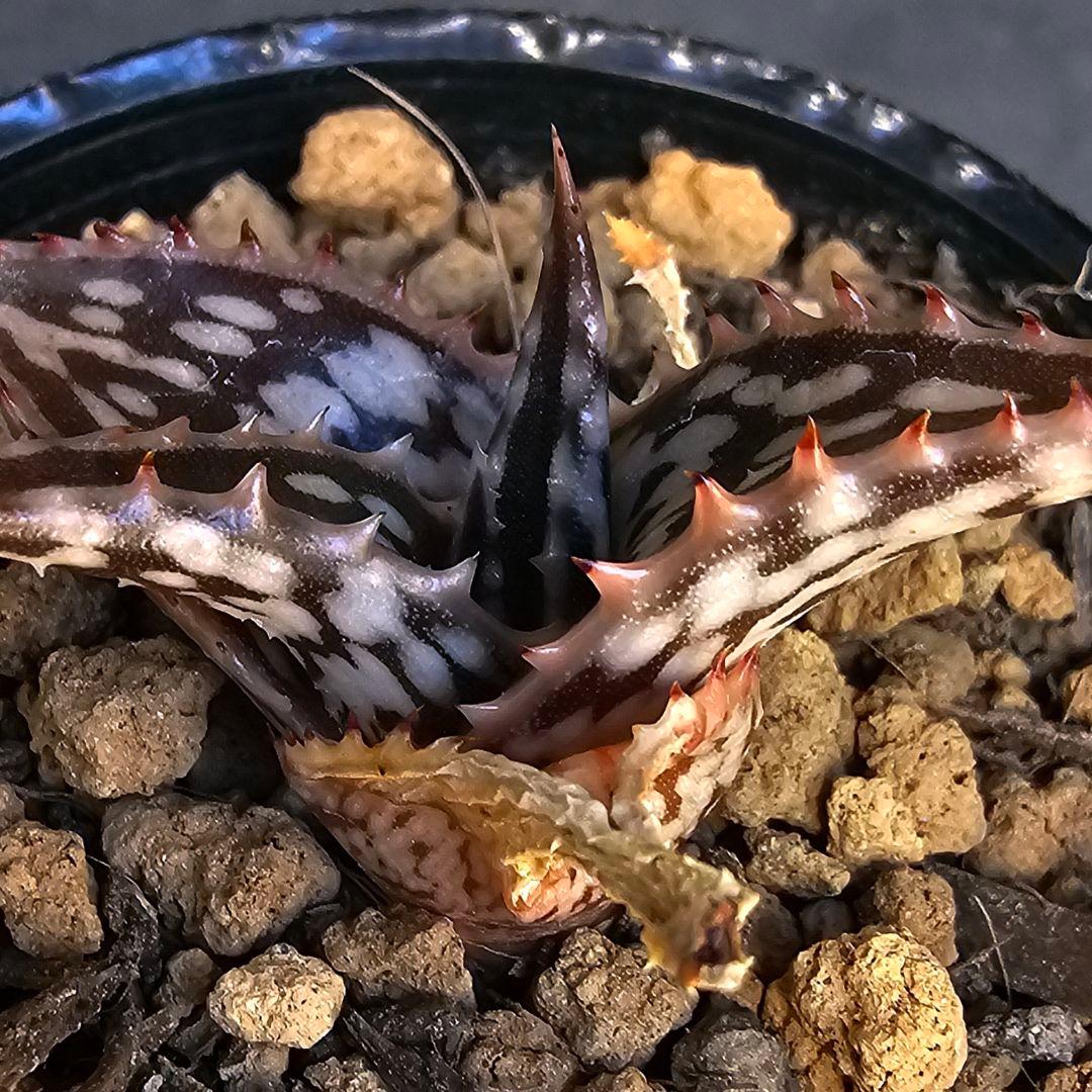 メルカリ便発送☆アロエ スモークモニター(4枚目からが商品画像です)