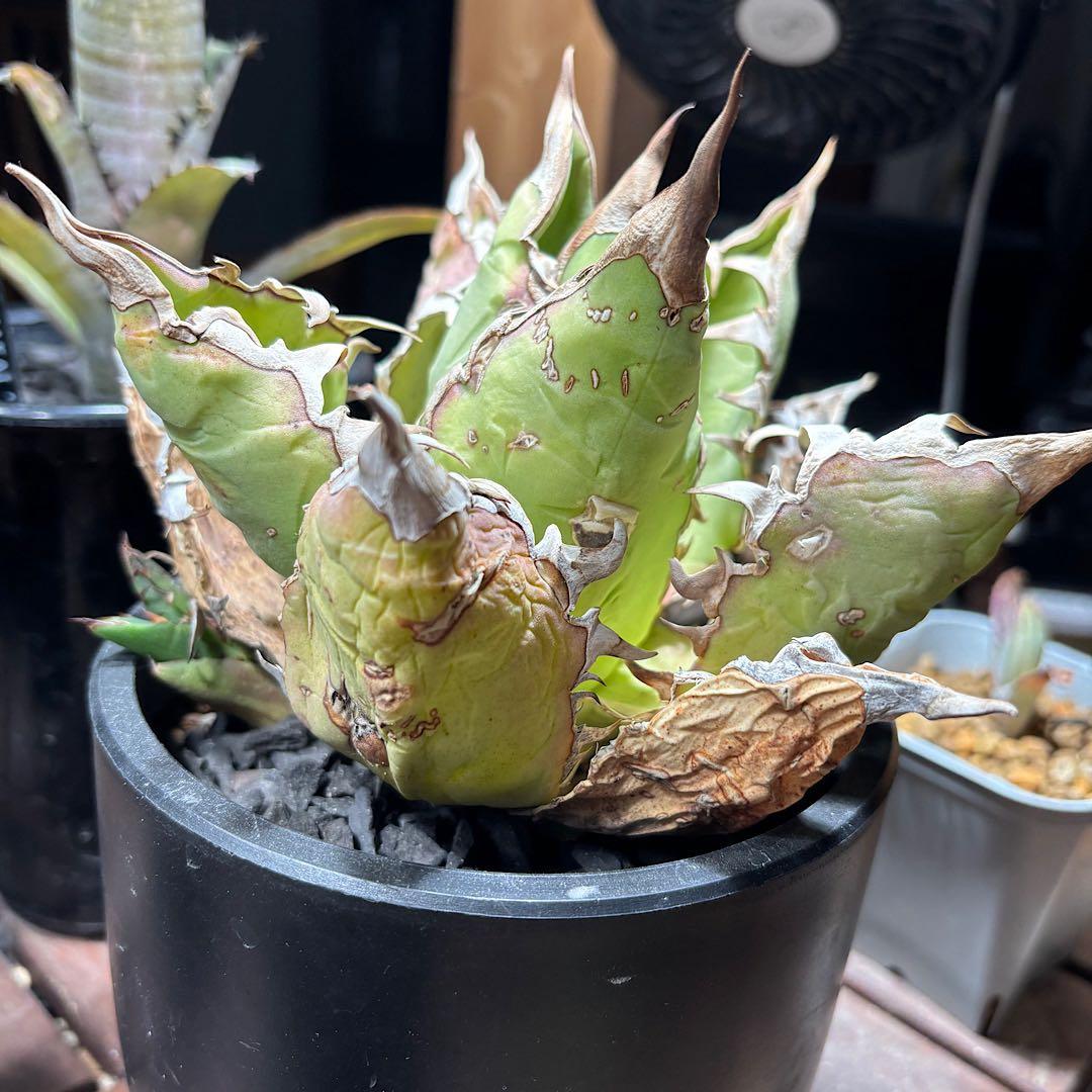 年末特価最終！早い者勝ち！ 子株付き！アガベ　チタノタ　オアハカ　現地球